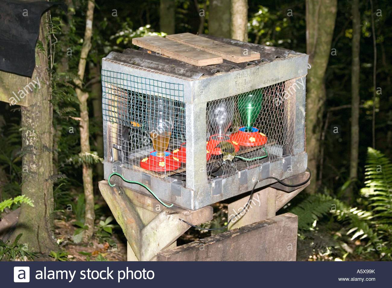 futterstation vogel fa 1 4 r seltene stich oder hihi notiomystis cincta kapiti island in der nahe von wellington new zealand vogelfutterhaus selber bauen mit kindern vogelfuttersta