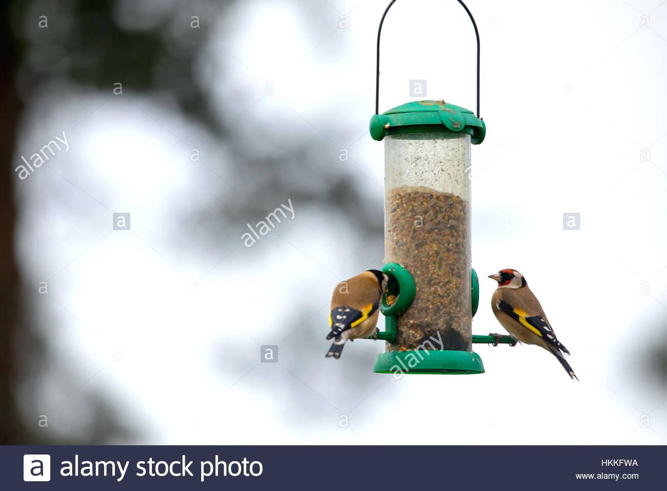 futterstation vogel gold finken fa 1 4 tterung einen in einem garten flintshire wales uk vogelfutterstation basteln gardenline selber baste