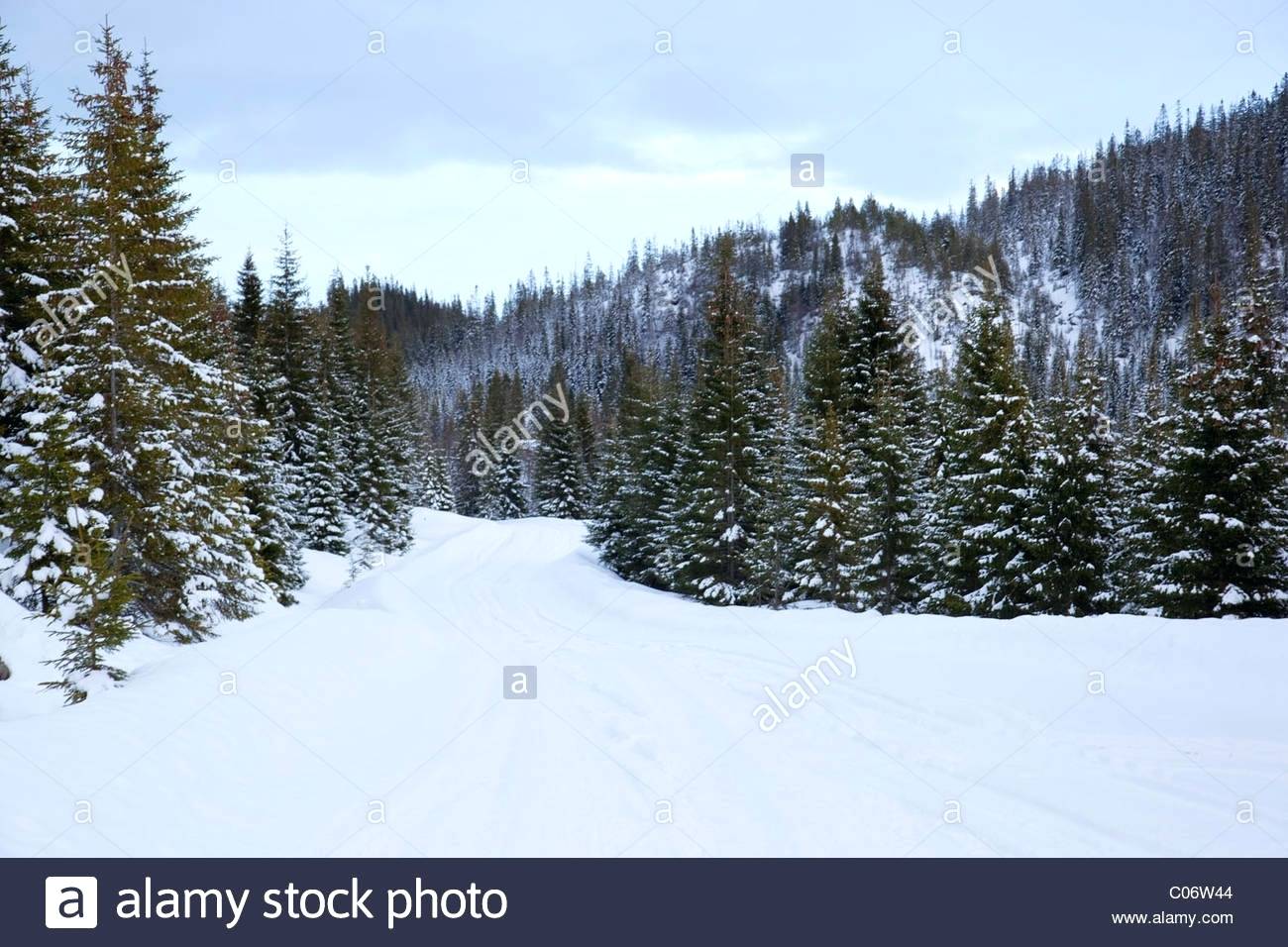 futterstation vogel wald im schnee norwegen gardenline vogelfutterstation selbst basteln vogelstimmen